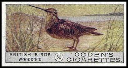 52 Woodcock